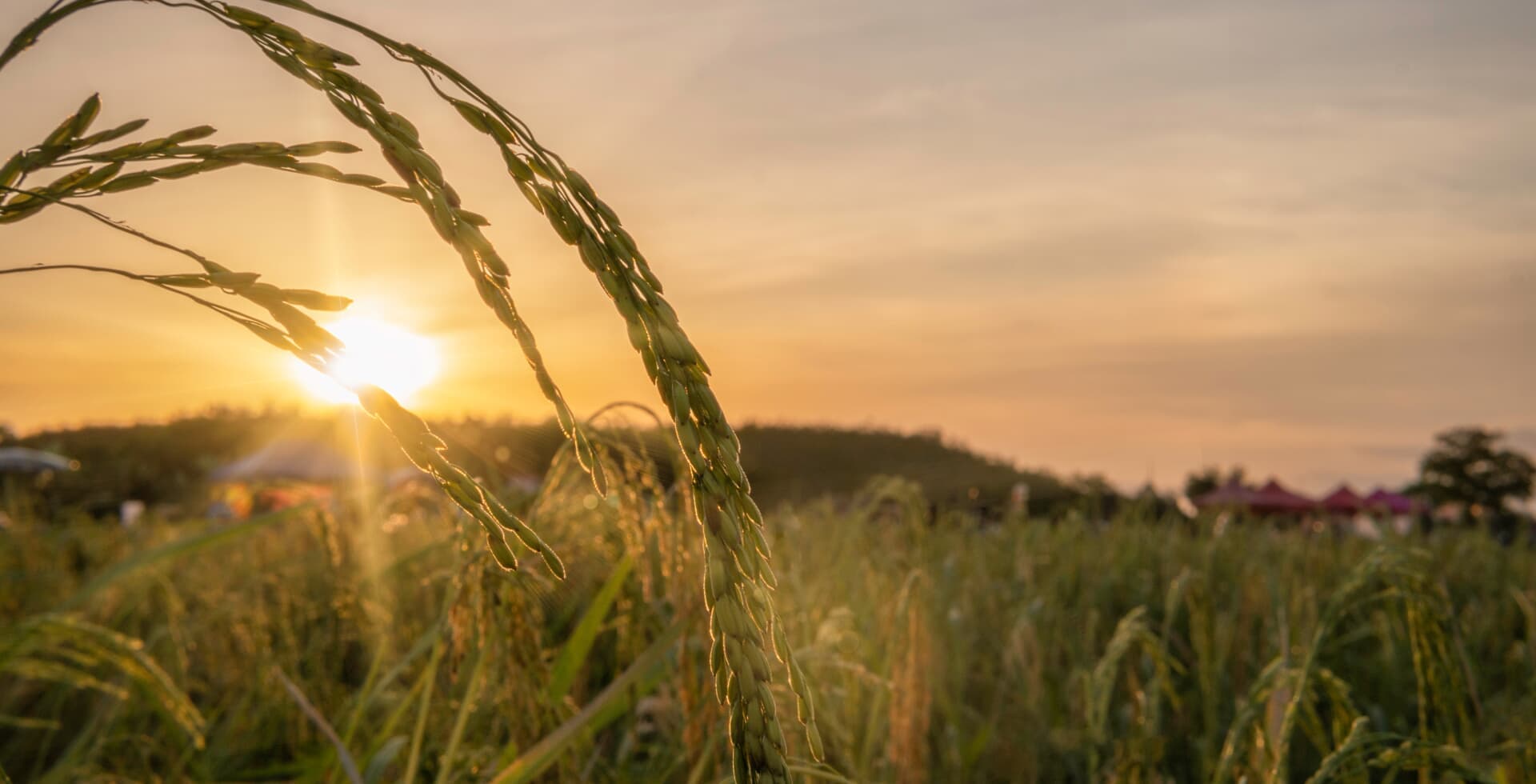 Agricultural field at sunset