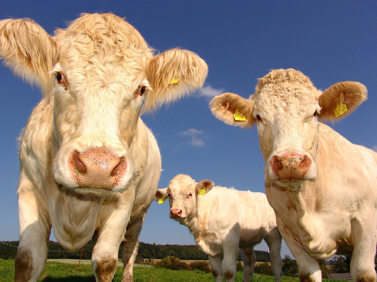Animal Production